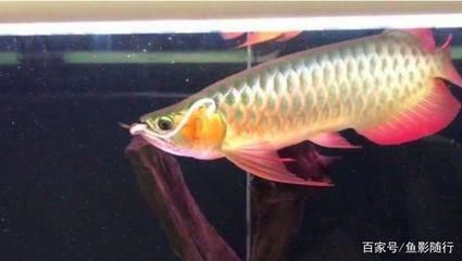 新買來的龍魚兩天就死了正常嗎：新買的龍魚僅存活了兩天便死亡了，這種情況正常嗎？ 龍魚百科 第2張