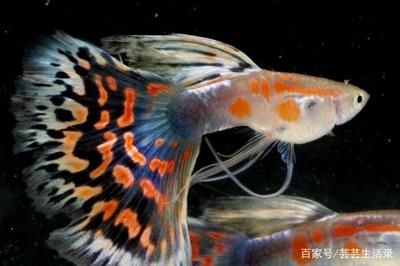 龍魚狀態(tài)不好怎么調(diào)整水質(zhì)好壞：如何調(diào)整龍魚的水質(zhì) 龍魚百科 第3張