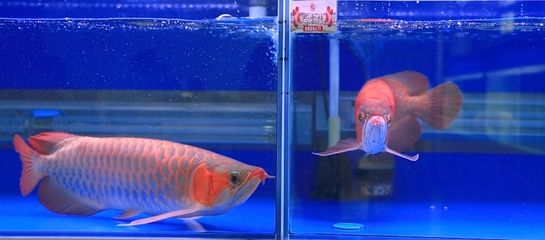 巴雷特龍魚是什么品種：關(guān)于巴雷特龍魚的問題 龍魚百科 第1張