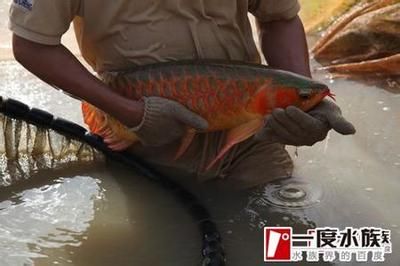 北京哪里賣(mài)紅龍魚(yú)的最多：北京紅龍魚(yú)的銷(xiāo)售地點(diǎn)