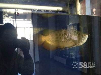 鶴崗龍魚專賣店：鶴崗市的龍魚專賣店 龍魚百科 第1張