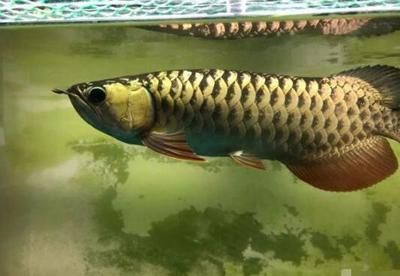 金龍魚(yú)發(fā)色階段是什么樣的：金龍魚(yú)發(fā)色階段是什么樣的金龍魚(yú)發(fā)色階段是什么樣的 龍魚(yú)百科 第3張