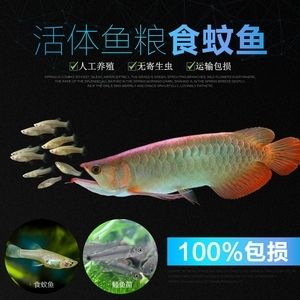 龍魚吃食蚊魚嗎：龍魚可以吃食蚊魚嗎 龍魚百科 第3張