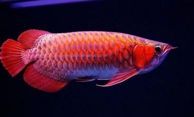 紅辣椒龍魚和金龍魚哪個更貴：紅辣椒龍魚和金龍魚哪個貴 龍魚百科 第2張