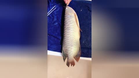 龍魚掉眼怎么手術(shù)：龍魚掉眼怎么辦？ 龍魚百科 第1張