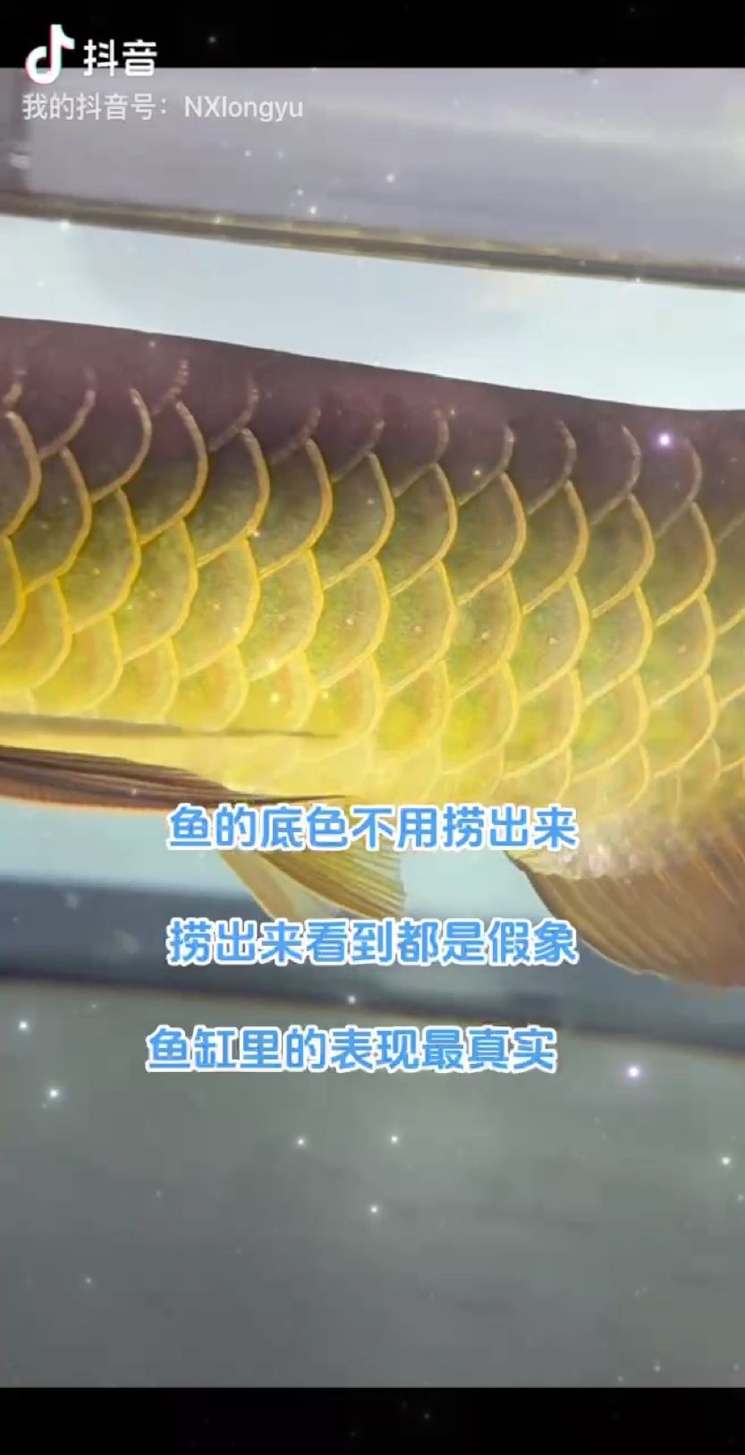 龍魚(yú)撈出看底色都是假象：缸里看底色才真實(shí),魚(yú)樂(lè)世界cyl評(píng)論：不錯(cuò) 觀賞魚(yú)論壇