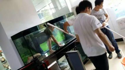 龍魚打架后不開口趴缸：龍魚打架后不開口趴缸怎么辦