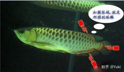 養(yǎng)金龍魚麻煩嗎知乎：養(yǎng)金龍魚的麻煩程度因品種和飼養(yǎng)方式不同而有所差異 龍魚百科 第2張