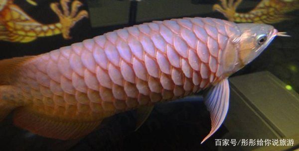 紅龍魚鱗片發(fā)黑潰爛了：紅龍魚鱗片發(fā)黑潰爛了怎么辦