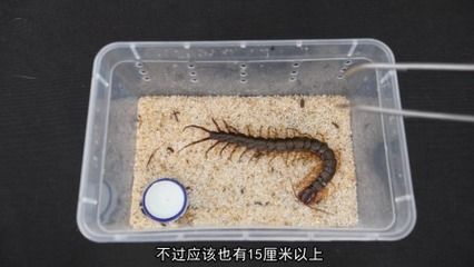 蜈蚣喂龍魚要注意什么事項：蜈蚣喂龍魚的注意事項 龍魚百科 第2張