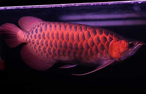 70公分紅龍魚(yú)：70公分紅龍魚(yú)價(jià)格