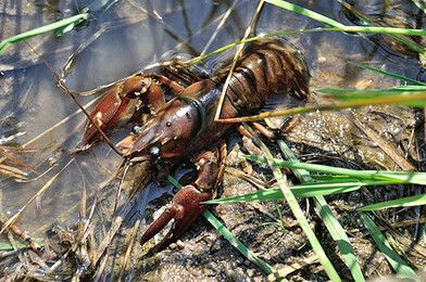 龍魚吃龍蝦嗎會死嗎：如果選擇喂食龍蝦，龍魚吃龍蝦會死嗎 龍魚百科 第1張