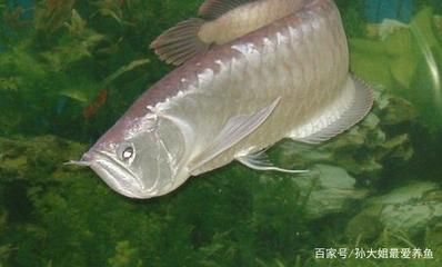 龍魚眼睛有白霧是什么病癥引起的怎么治療：龍魚眼睛出現(xiàn)白霧可能是由于以下幾種原因引起的治療方法 龍魚百科 第3張