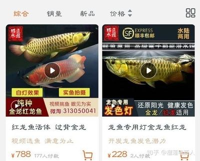 金龍魚價(jià)格查詢app：如何查詢金龍魚價(jià)格