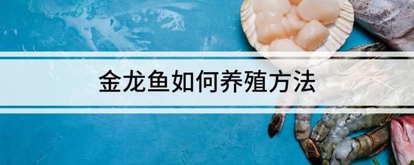 過背金龍魚好養(yǎng)嗎怎么養(yǎng)活：如何飼養(yǎng)過背金龍魚