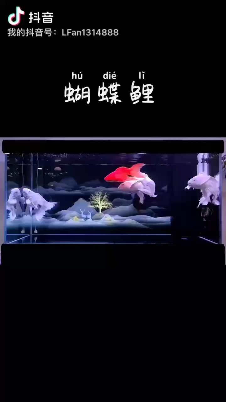 一：被養(yǎng)魚耽誤的建筑師 觀賞魚論壇