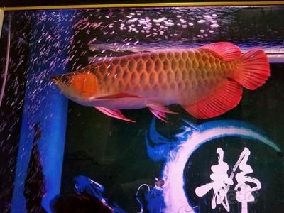 龍魚之典：《龍魚之典》內(nèi)容豐富、紙質(zhì)精美、制作精美、制作精美