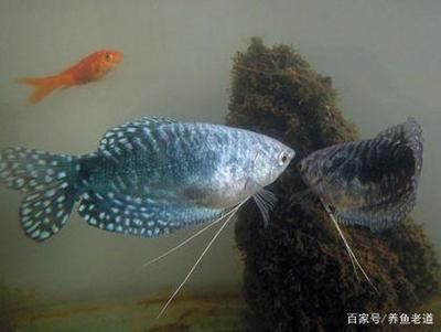 養(yǎng)魚老道 龍魚：養(yǎng)魚老道龍魚飼養(yǎng)指南