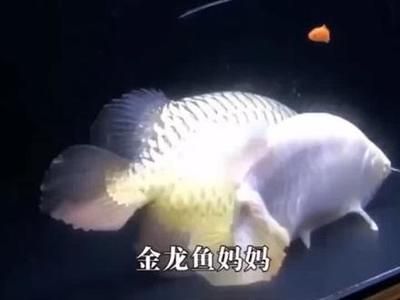 金龍魚父親節(jié)直播文案：金龍魚父親節(jié)特別直播文案 龍魚百科 第3張