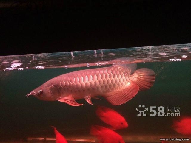 50公分金龍魚配什么魚：50公分金龍魚如何混養(yǎng) 龍魚百科 第1張