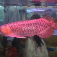 精品紅龍魚價格：精品紅龍魚價格取決于品種、品相、年齡等多個因素