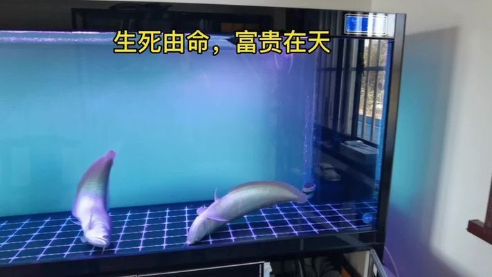 龍魚為何晚上游白天不動：為什么龍魚晚上游白天不動？ 龍魚百科 第2張