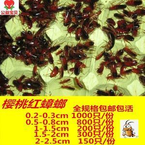 紅龍魚吃什么蟋蟀好：紅龍魚可以適度喂食蟋蟀嗎 龍魚百科 第1張