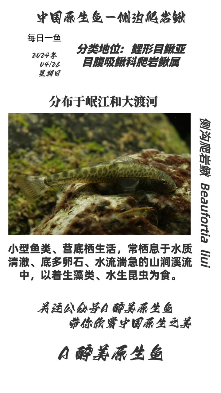 側(cè)溝爬巖鰍：岷江和大渡河水系,武工隊評論：異形魚,心情魚悅