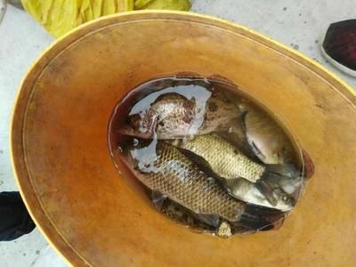 龍魚喂小活魚好嗎怎么喂：喂食小活魚對龍魚的影響