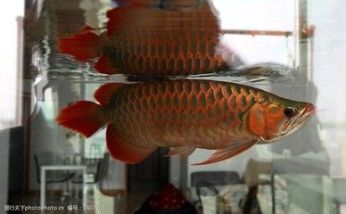 龍魚游姿：關(guān)于龍魚游姿的一些詳細(xì)信息 龍魚百科