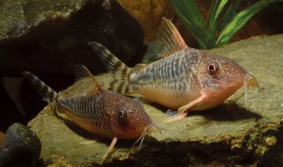 龍魚(yú)會(huì)吃鼠魚(yú)嗎：龍魚(yú)會(huì)吃鼠魚(yú)嗎，