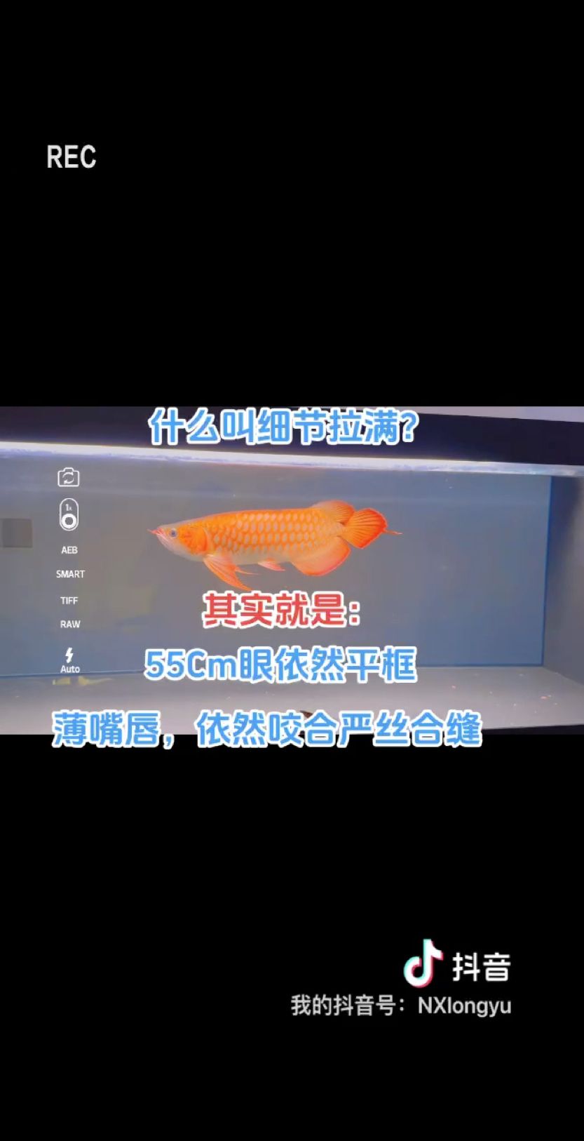 評鑒嘴和眼吧：細節(jié)處理,魚樂世界cyl評論：魚樂世界cyl 觀賞魚論壇