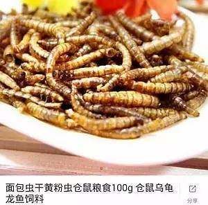 面包蟲龍魚能吃嗎：面包蟲可以作為龍魚的食物嗎？ 龍魚百科 第2張