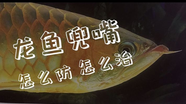 龍魚喂多了會兜嘴嗎：龍魚喂食量與兜嘴關(guān)系 龍魚百科