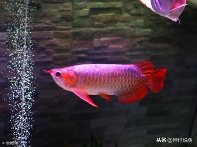 紅龍魚(yú)晚上全關(guān)燈：紅龍魚(yú)在晚上可以全關(guān)燈嗎？