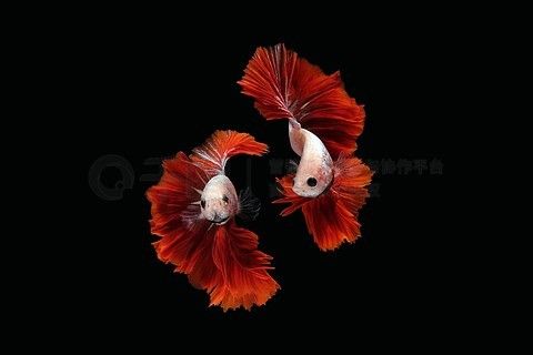 龍魚(yú)黑色背景是什么品種：龍魚(yú)黑色背景是什么品種龍魚(yú)黑色背景是什么品種 龍魚(yú)百科 第2張