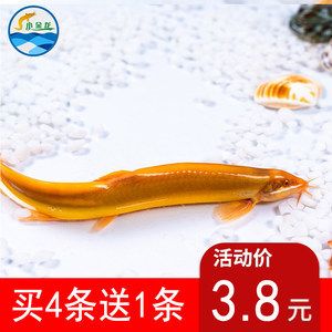 7厘米小金龍魚苗多少錢一條：金龍魚苗價(jià)格走勢(shì) 龍魚百科 第1張