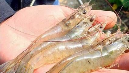 龍魚喂蝦需要去頭嗎：喂食龍魚蝦時的注意事項：喂食龍魚蝦時的一些注意事項 龍魚百科 第1張