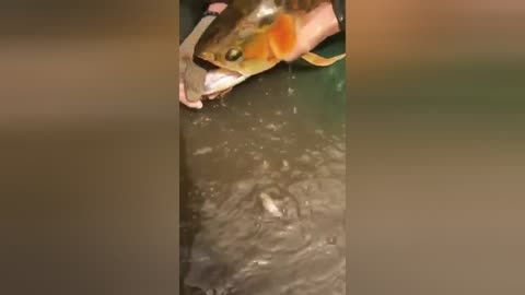 龍魚喂蝦需要去頭嗎：喂食龍魚蝦時的注意事項：喂食龍魚蝦時的一些注意事項 龍魚百科 第2張