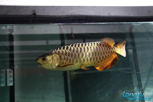 高背金龍魚有藍(lán)底嗎還是紅底的好：高背金龍魚有藍(lán)底嗎 龍魚百科 第3張