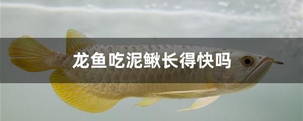 龍魚吃泥鰍的好處有哪些：龍魚吃泥鰍的好處 龍魚百科 第1張