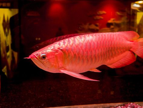 龍魚主食草金可以嗎：龍魚可以主食草金嗎？ 龍魚百科 第3張