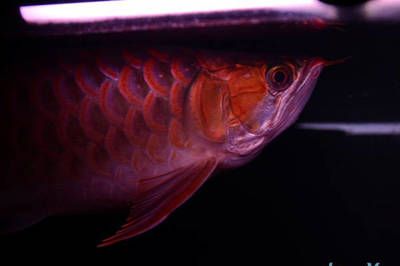 紅龍魚(yú)眼睛突出很多是什么原因：紅龍魚(yú)眼睛突出可能由多種因素引起 龍魚(yú)百科 第2張