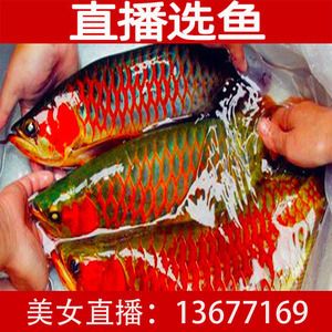 紅龍魚魚苗價格表：紅龍魚價格走勢