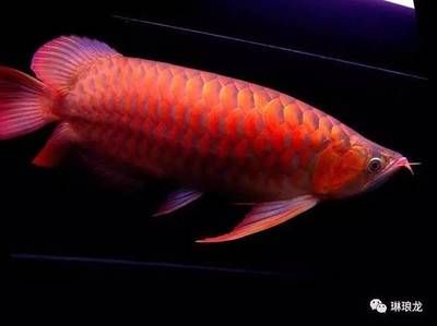 龍魚(yú)45公分怎么搭配食物：對(duì)于45公分的龍魚(yú)，喂食的方法和食物的選擇都非常關(guān)鍵 龍魚(yú)百科 第2張