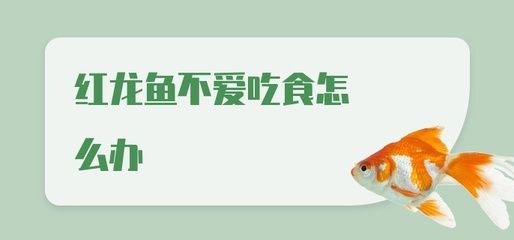 紅龍魚不愛游動(dòng)是怎么回事：紅龍魚不愛游動(dòng)可能由以下幾個(gè)原因引起：紅龍魚不愛游動(dòng)