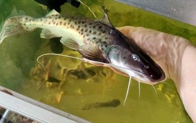 喂食龍魚會咬手指嗎：喂食龍魚會咬手指嗎喂食龍魚會咬手指嗎