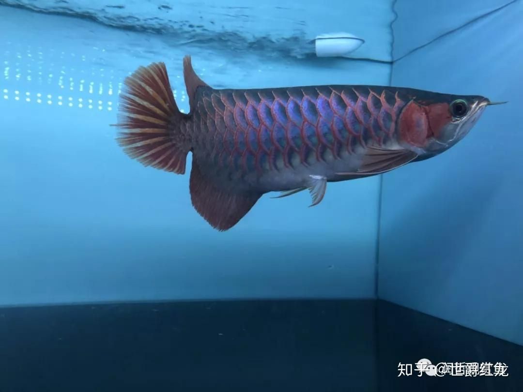 頂級龍魚品牌：紅龍魚品牌排名