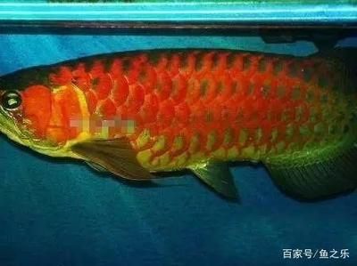 龍魚尺寸與魚齡有關(guān)嗎：龍魚的尺寸與其年齡有關(guān)嗎？ 龍魚百科 第2張