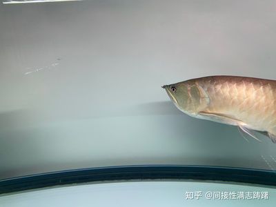 龍魚眼睛下垂怎么辦：龍魚的眼睛下垂怎么辦